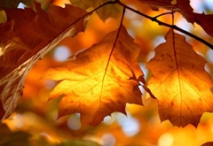 природа, свет, листва, осень