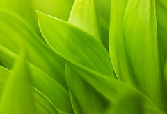 макро обои, зелень, зелёный, green macro wallpapers, листья, стебельки, листки, красивые фоновые обои