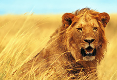 Лев, саванна, царь зверей