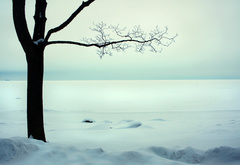поле, снег, дерево, зима
