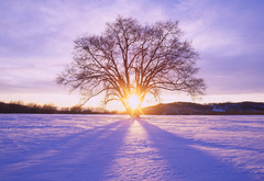дерево, солнце, лучи, снег, зима
