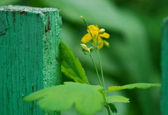 цветок, забор, природа