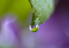 purple drop, лист, капли