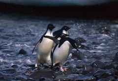 пингвины, север, вода