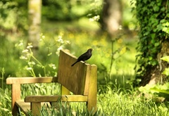 птица, лето, природа