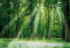 лес, свет, деревья