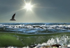 чайка, море, солнце