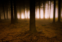 лес, туман, свет