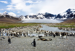 пингвины, горы, север, природа