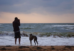 море, человек, собака, волны