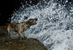 собака, друг, волна, вода