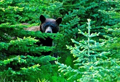 медведь, лес, природа