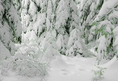 снег, ели, ветки, лес, зима