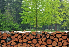 дрова, природа, дерево