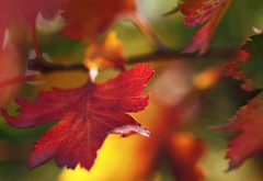 осень, листья, веточка