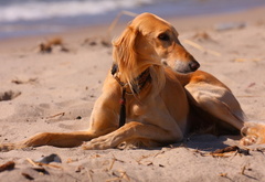 собака, друг, пляж, красота