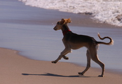 собака, море, пляж, бег, друг