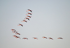 птицы, фламинго, небо, полёт