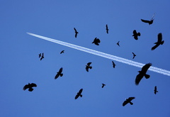 небо, самолёт, птицы