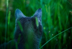 кошка, уши, трава, зелень