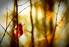 осень, веточки, листья
