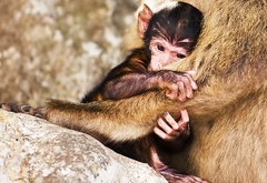 обезьяны, зоопарк, природа, семья