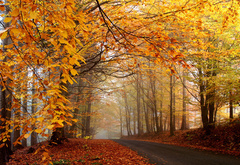 осень, дорога, деревья