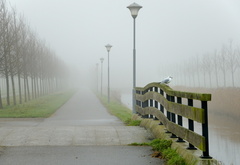 город, туман, мост, птица