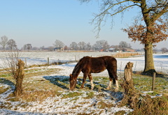 конь, поле, снег, красота