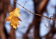 природа, осень, лист, сухой