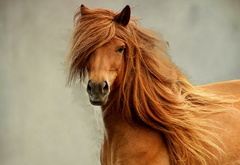 конь, природа, красота