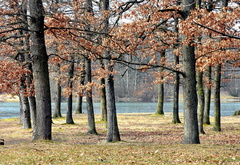 парк, осень, природа, деревья