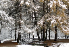 парк, мост, деревья, снег