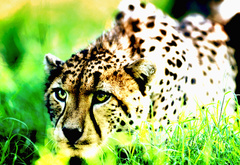 леопард, трава, охота