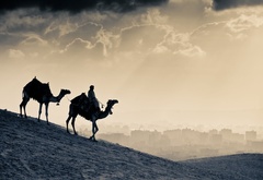 верблюд, человек, город, каир, египет, небо