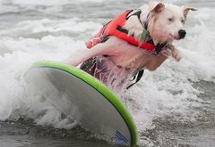 пес, доска, серфинг, :)