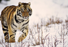тигр, снег, зима, ветки