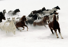 Табун, лошади, бегут, снег