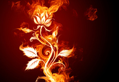 цветок, цветы, роза, огонь, пламя