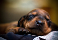 собака, пес, щенок, морда, спит, сон