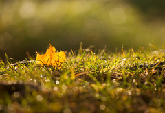 Осень, листик, трава