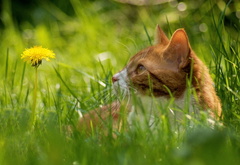 кошка, цветок, природа