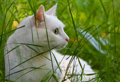 кот, белый, трава