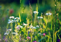 растения, травы, лето, цветы, природа