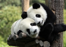 панда, панды, лежит, лежат