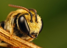 пчела, насекомое, жужукалка