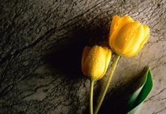 тюльпаны, два, жёлтые
