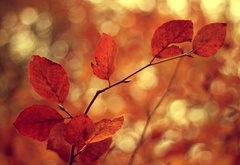 осень, ветки, ветви, листья, блики, боке, размытость