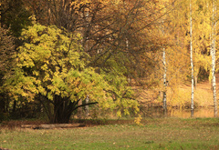осень, парк, бревно, деревья