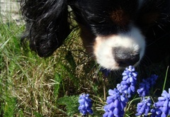 собака, нос, цветок